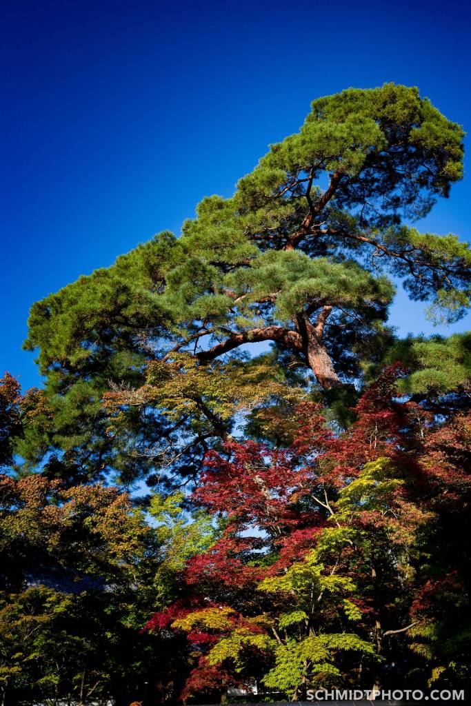 Kyoto Bamboo forest temple