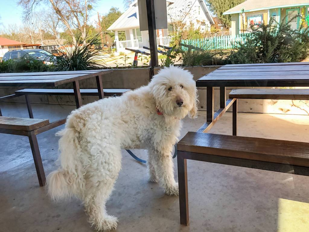 Austin La BBQ Wander with Tom Travel Journal