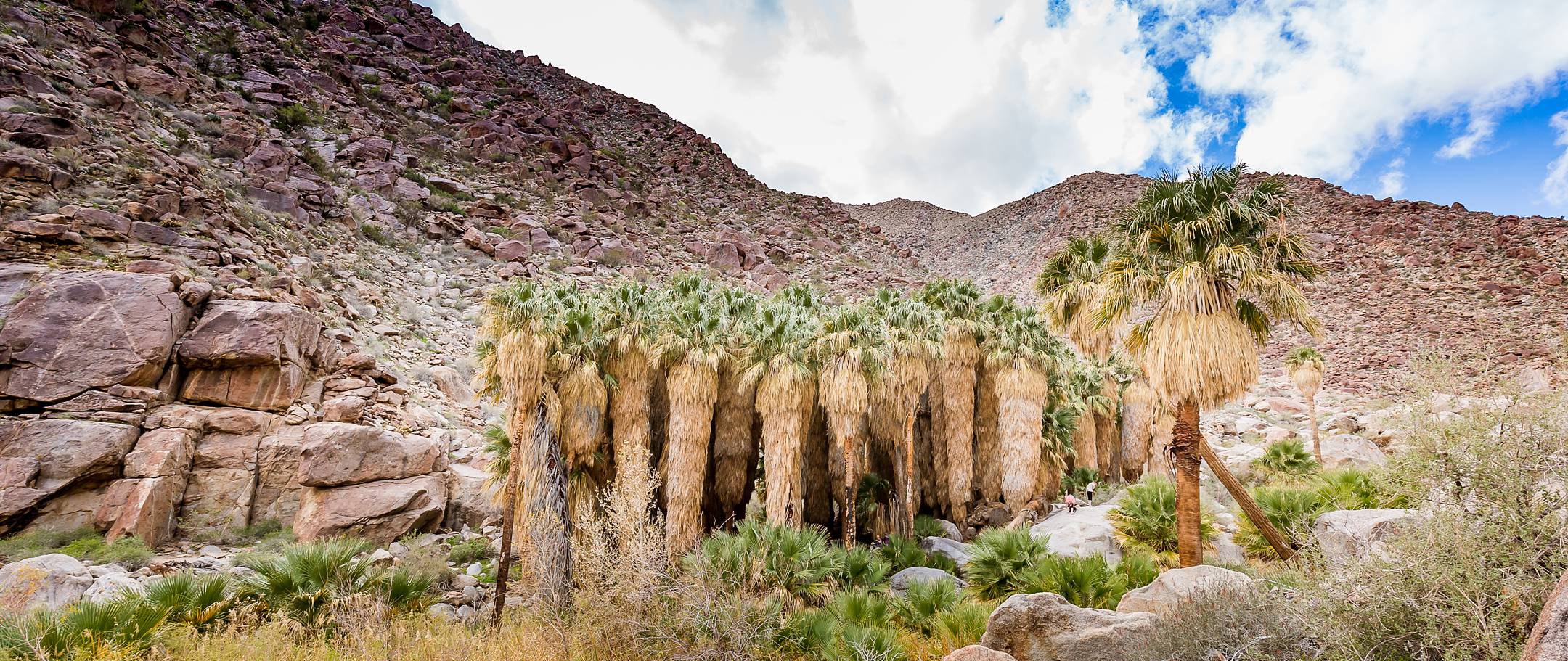 Day Trip to Anza Borrego - Hiking to The Oasis