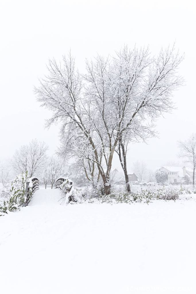 Tom Schmidt Photo in Buffalo Grove Chicago56