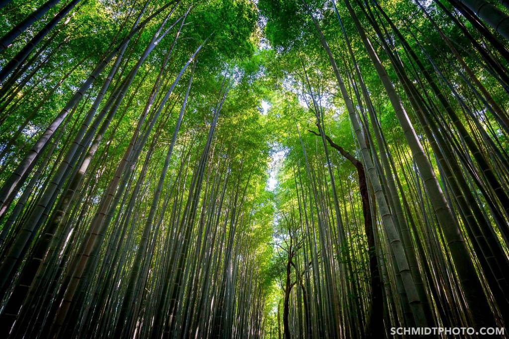 Kyoto travel with tom and priscilla schmidt photo - 46