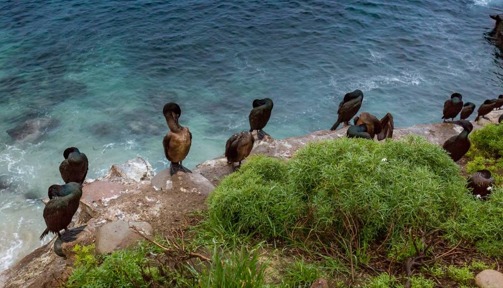 San Diego Tourism Wander with Tom Travel Blog - 35