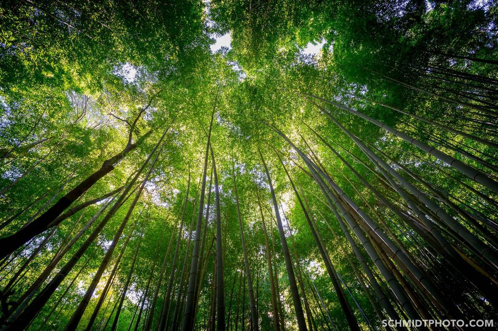 Kyoto travel with tom and priscilla schmidt photo - 50