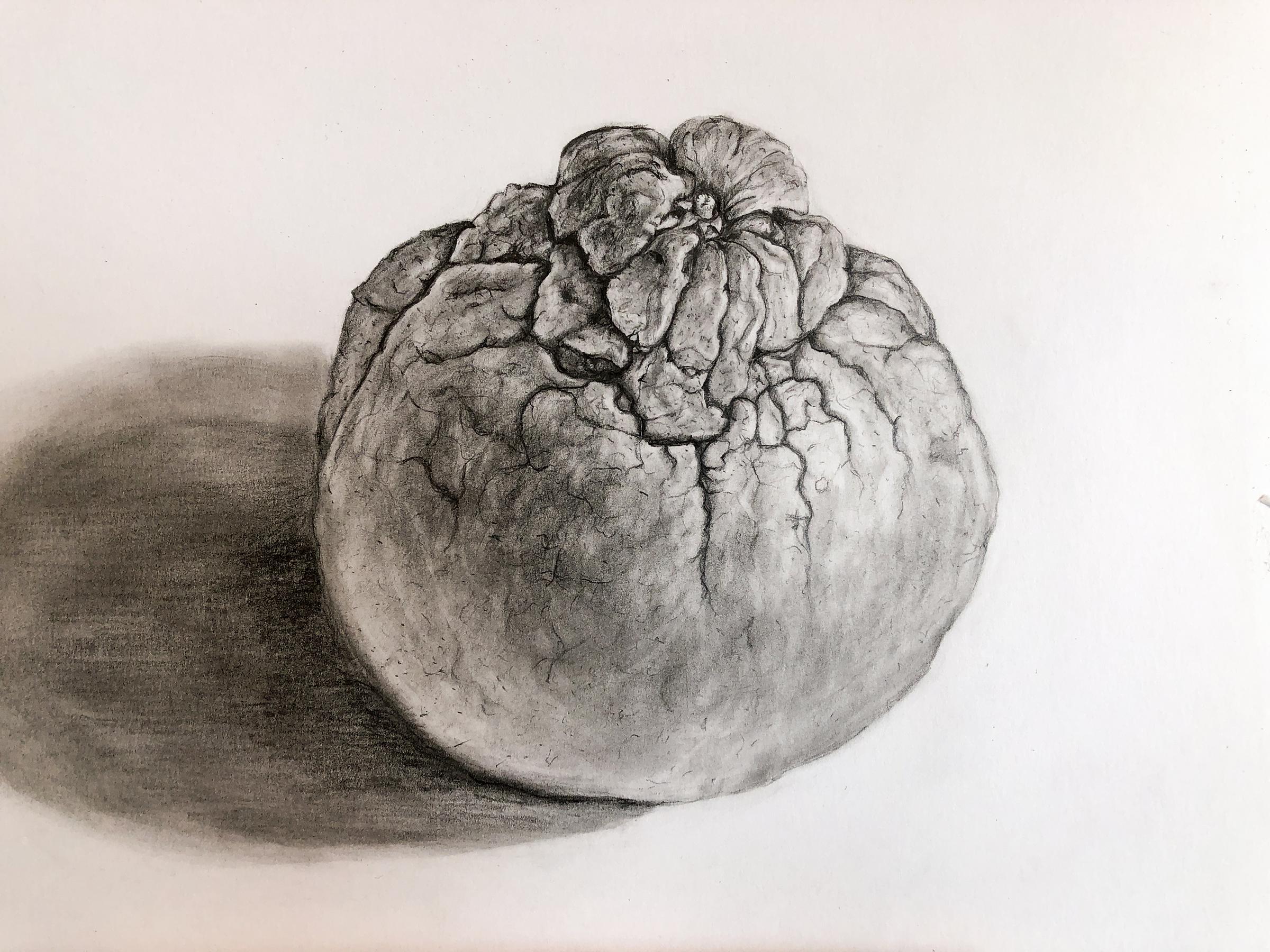 Sumo Orange Pencil drawing on white paper by Tom Schmidt