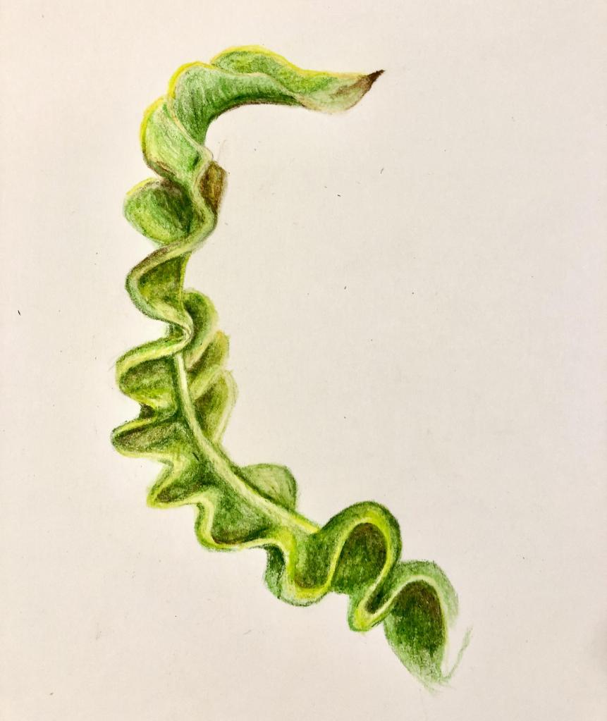 wavy ribbon houseplant watercolor pencil Tom Schmidt