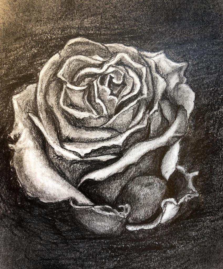Opening rose pencil drawing with dark blacks tom schmidt